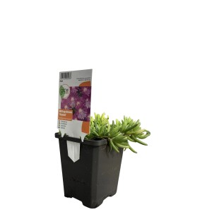 GROW by OBI Mittagsblume Coopers Violett im Topf, violette Blüten und grüne Blätter.