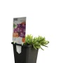 GROW by OBI Mittagsblume Coopers Violett im Topf, violette Blüten und grüne Blätter.