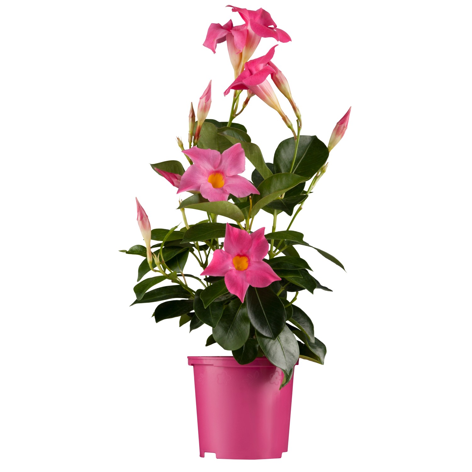 Dipladenia kaufen bei OBI