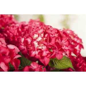 Nahaufnahme einer roten Hortensie Selma im 5 l Topf. Bauernhortensie mit intensiver Blütenfarbe.