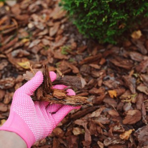 Nahaufnahme von Galamio Kiefernrinde (mittel) in einer pinken Gartenhandschuh-Hand vor Beet.