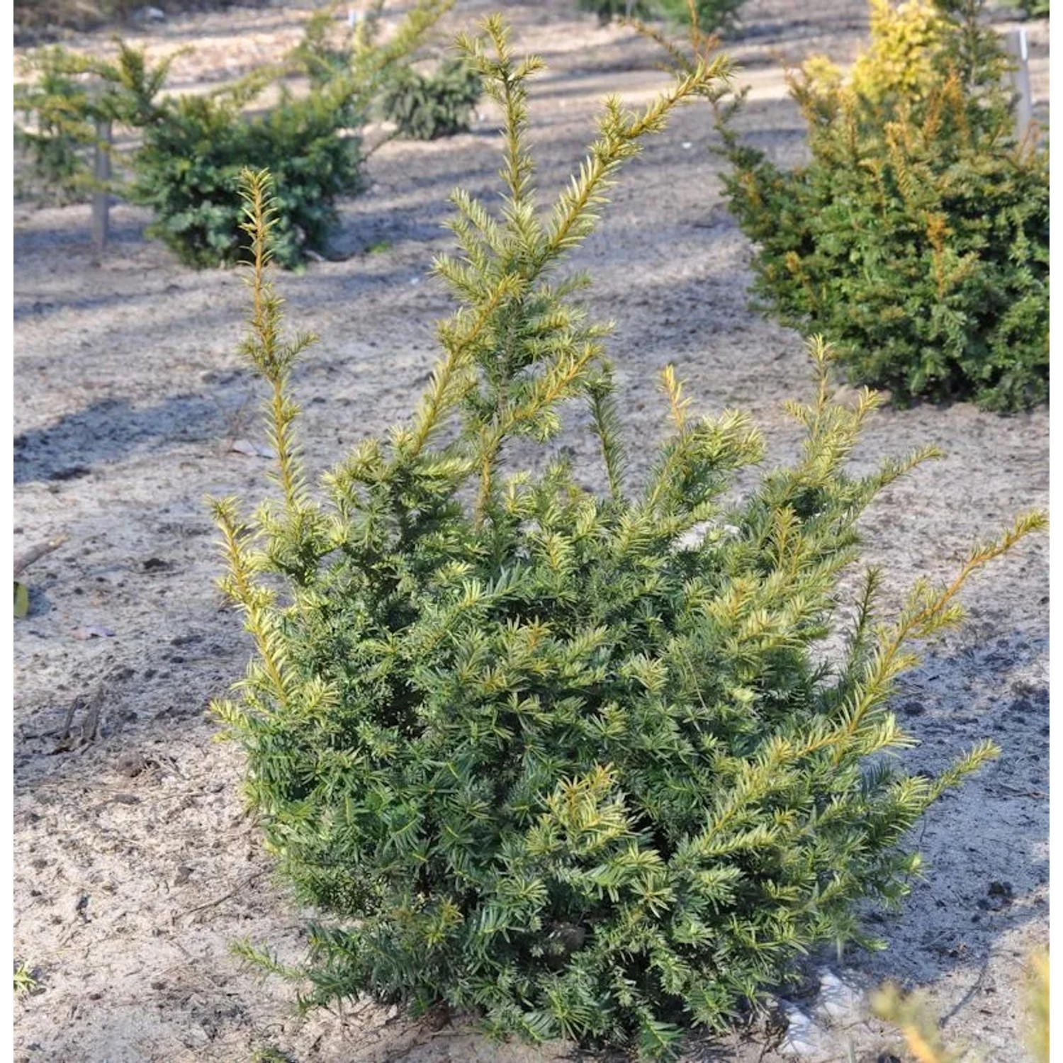 Europäische Eibe Adpressa Aurea 40-50cm - Taxus baccata