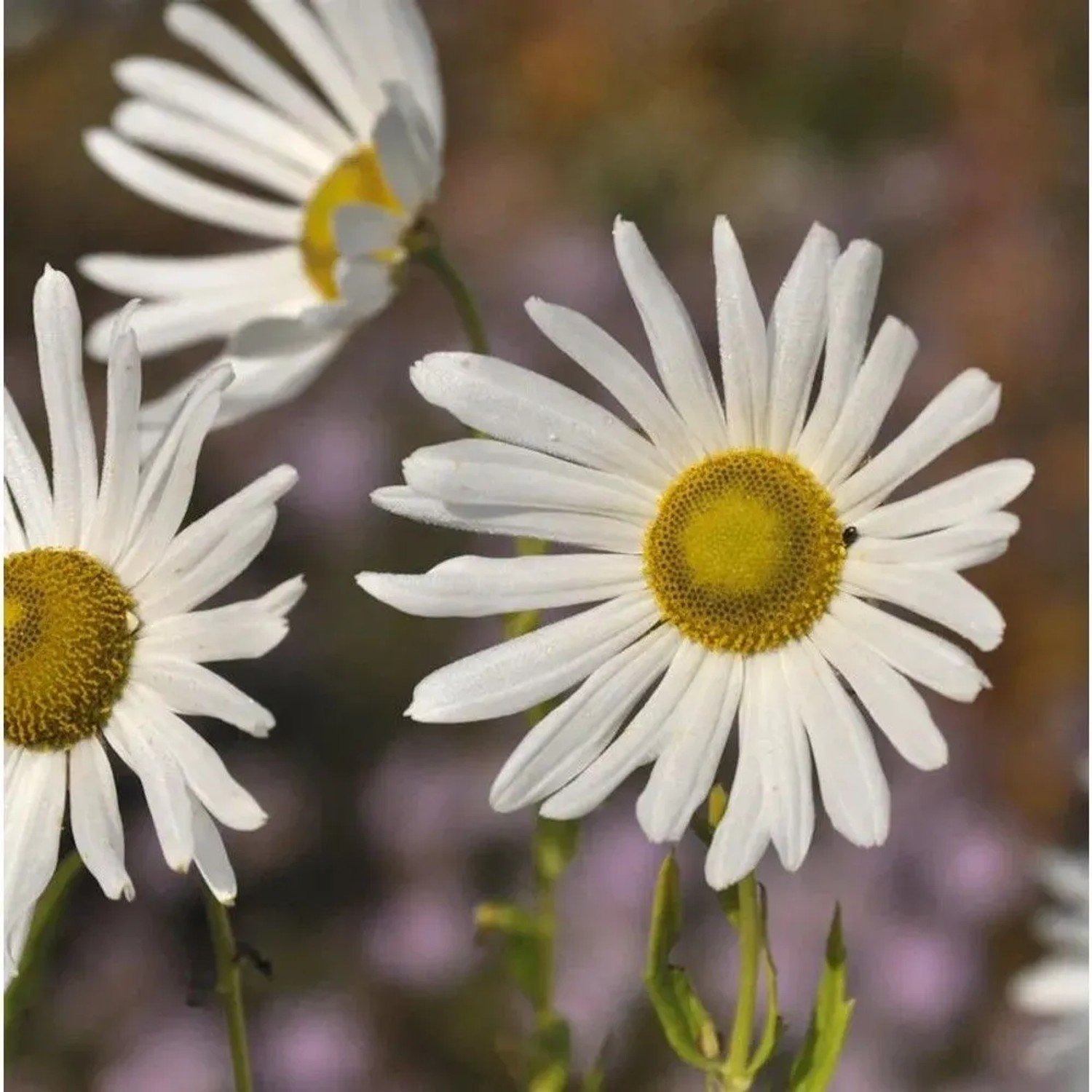 Oktober Margerite - Leucanthemella serotina