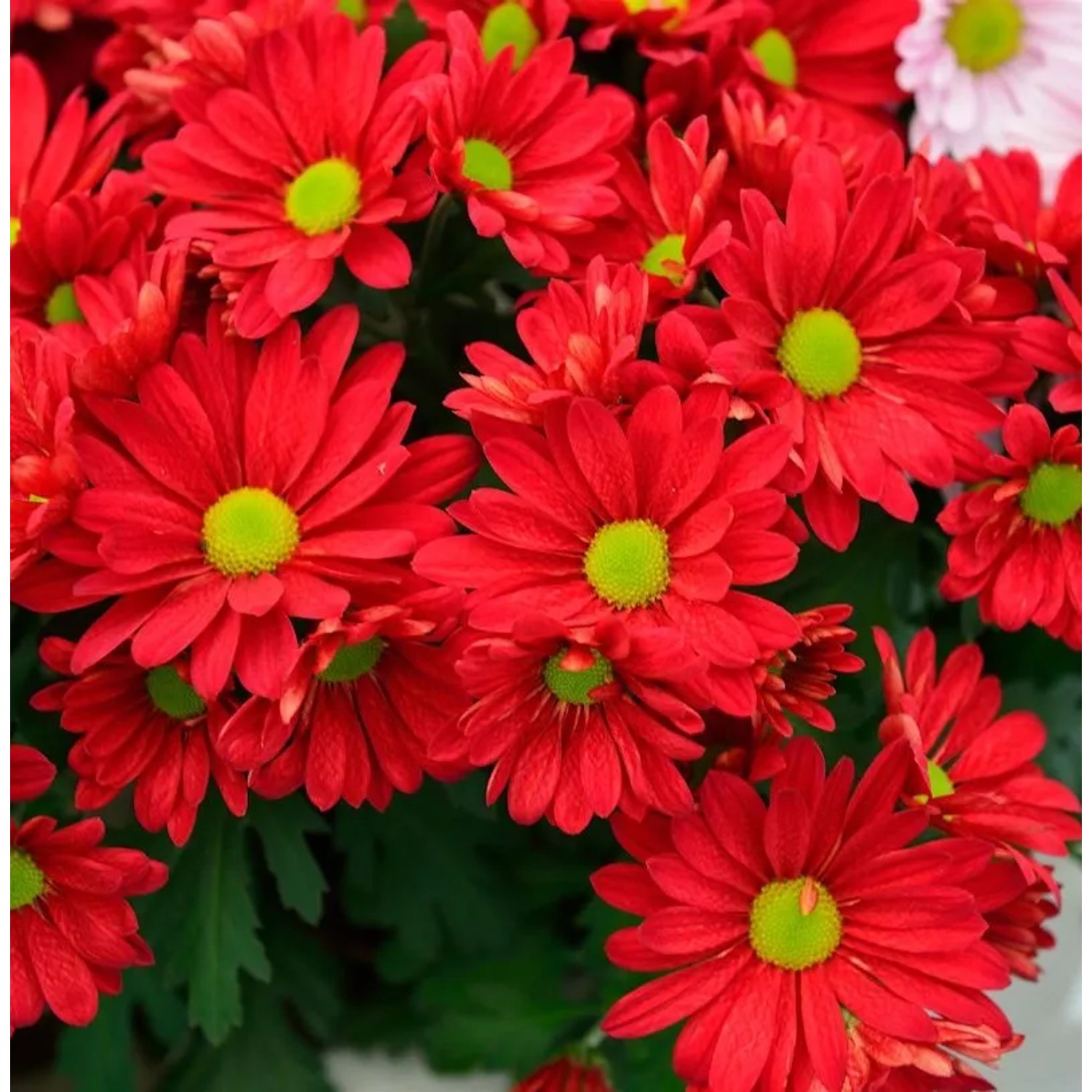 Herbstaster Duchess of Edinburgh - Chrysanthemum zawadskii