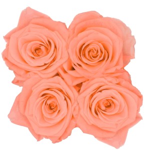 Nahaufnahme von vier apricotfarbenen Rosenblüten. Teil einer Rosenbox von OBI.