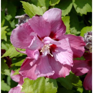 Nahaufnahme einer rosa Rosen-Eibisch Blüte (Hibiscus syriacus) mit grünen Blättern.