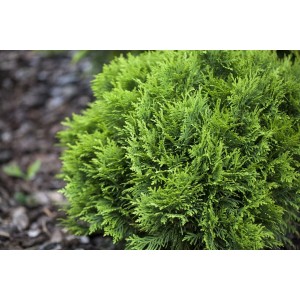 Kompakte, grüne Thuja occidentalis 'Mecki' als Heckenpflanze, 15-20 cm hoch.