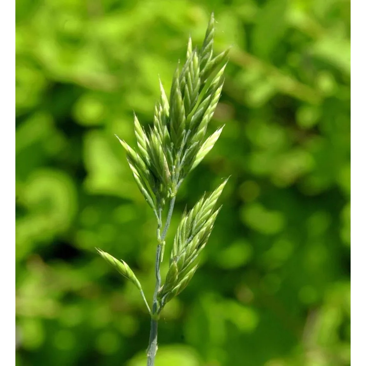 Regenbogenschwingel Aprilgrün - Festuca amethystina