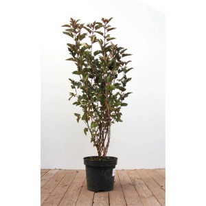 Physocarpus 'Summer Wine' im Topf: Rotlaubige Blasenspiere, 80-100 cm hoch, für Garten & Kübel.