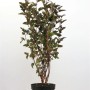 Physocarpus 'Summer Wine' im Topf: Rotlaubige Blasenspiere, 80-100 cm hoch, für Garten & Kübel.