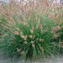 Buschiges Lampenputzergras 'Herbstzauber' mit braunen Blütenständen im Garten.