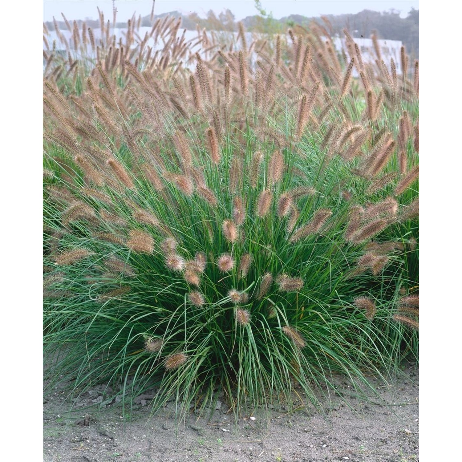Pennisetum Alopecuroides Herbstzauber Lampenputzergras 2 Liter Container günstig online kaufen