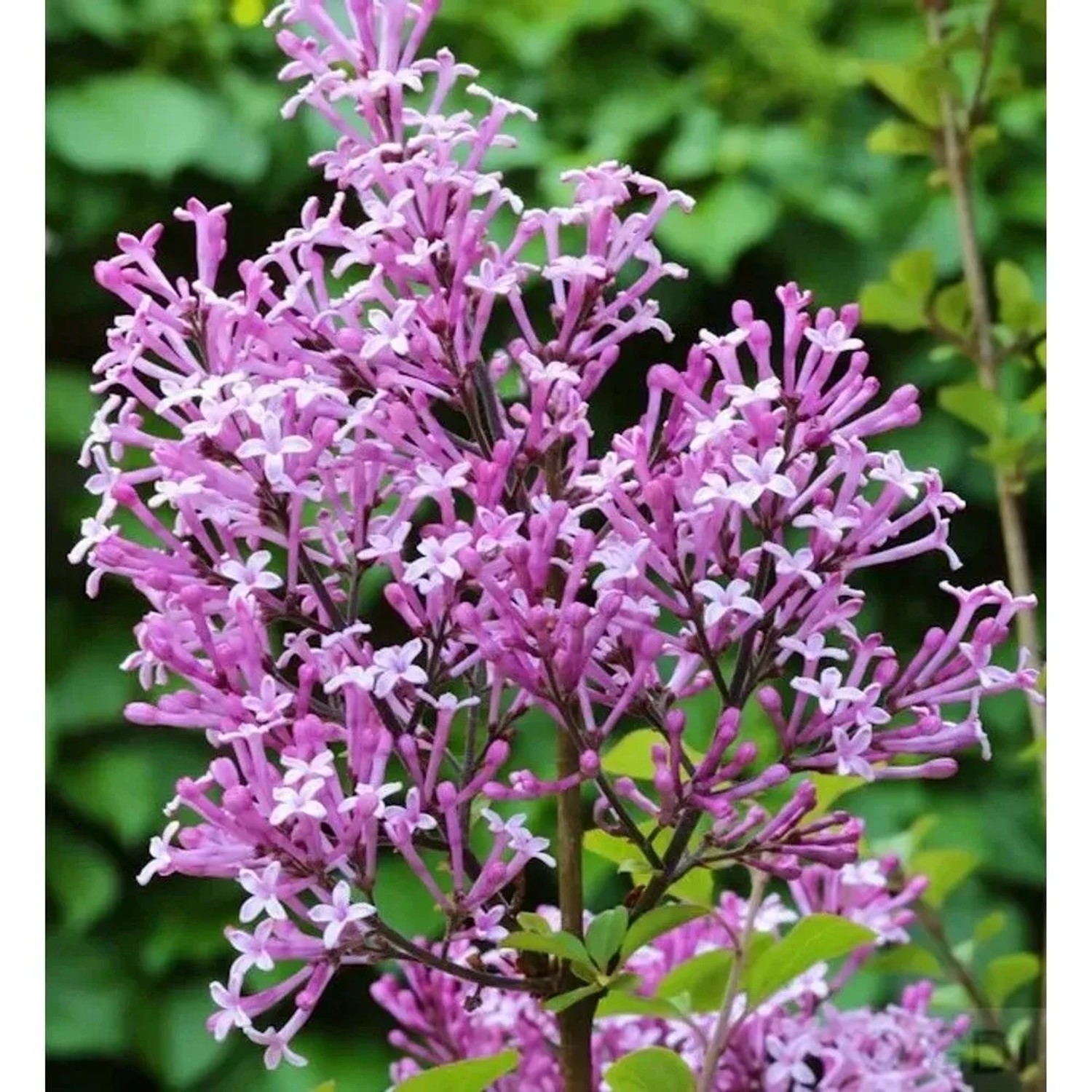 Edelflieder Red Pix 80-100cm - Syringa meyeri
