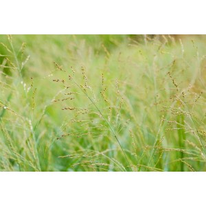 Detailaufnahme der blaugrünen Rutenhirse 'Dallas Blues' im Gegenlicht.