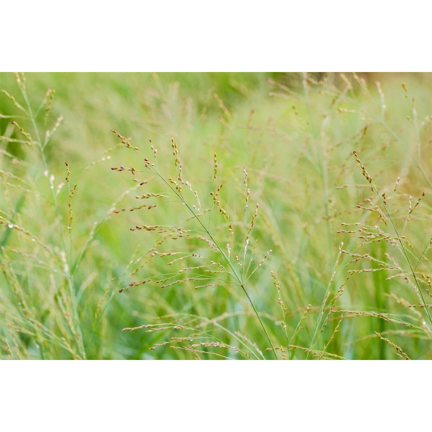 Panicum Virgatum Dallas Blues Rutenhirse Blaugrün 3-5 Liter Container günstig online kaufen
