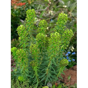 Mittelmeer-Wolfsmilch (Euphorbia) im Topf, grüne Blütenstände mit dunklen Akzenten.
