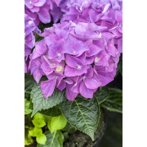 Nahaufnahme der violetten Hortensie Hydrangea Mac. 'Hobergine' mit grünen Blättern.