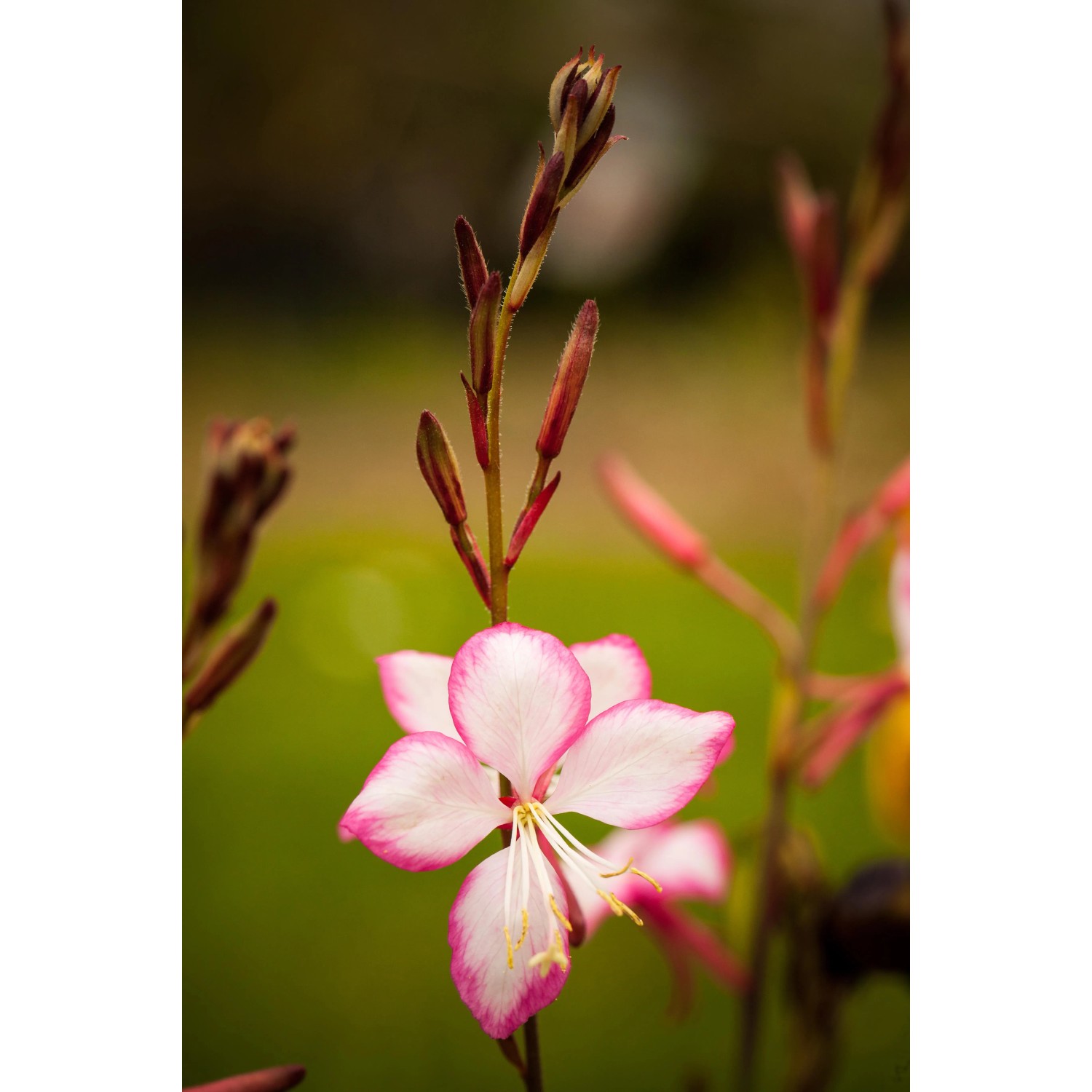 Rosa Garten-Prachtkerze 'Gaudi' von GROW by OBI, ca. 25 cm hoch.