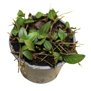 Immergrün Verino Violett im 9 cm Topf: Bodendecker mit grünen Blättern.