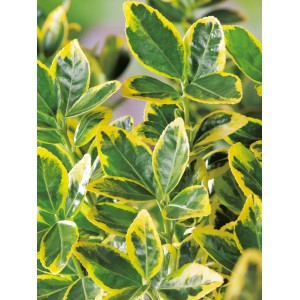 Detailaufnahme: OBI Japanischer Spindelstrauch Elegantissimus Aureus mit grün-gelbem Laub.