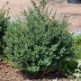 Immergrüne Ilex crenata 'Green Glory' Heckenpflanze mit 40 cm Stammhöhe im Garten.