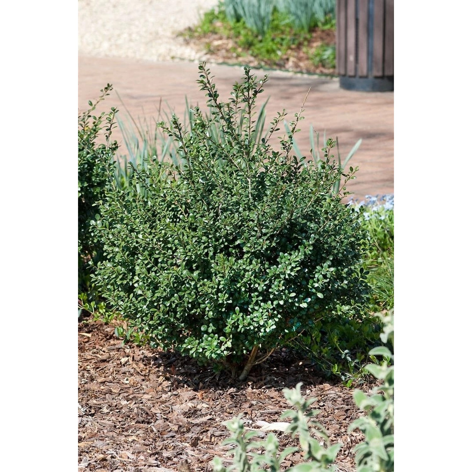 Ilex crenata 'Green Glory' 40 cm Stammhöhe günstig online kaufen