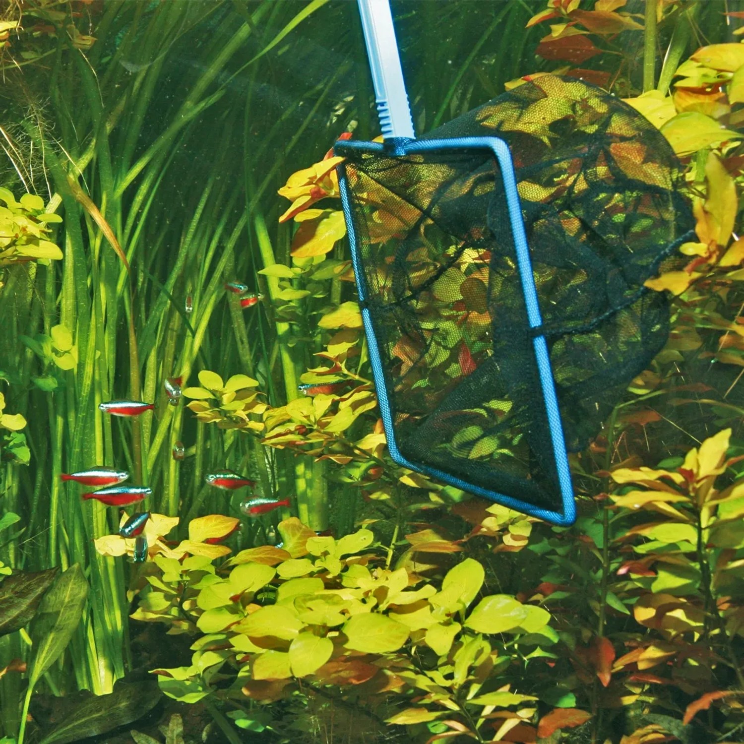 JBL Aquarium Fangnetz 15 cm grob im Einsatz, umgeben von Wasserpflanzen und Fischen.