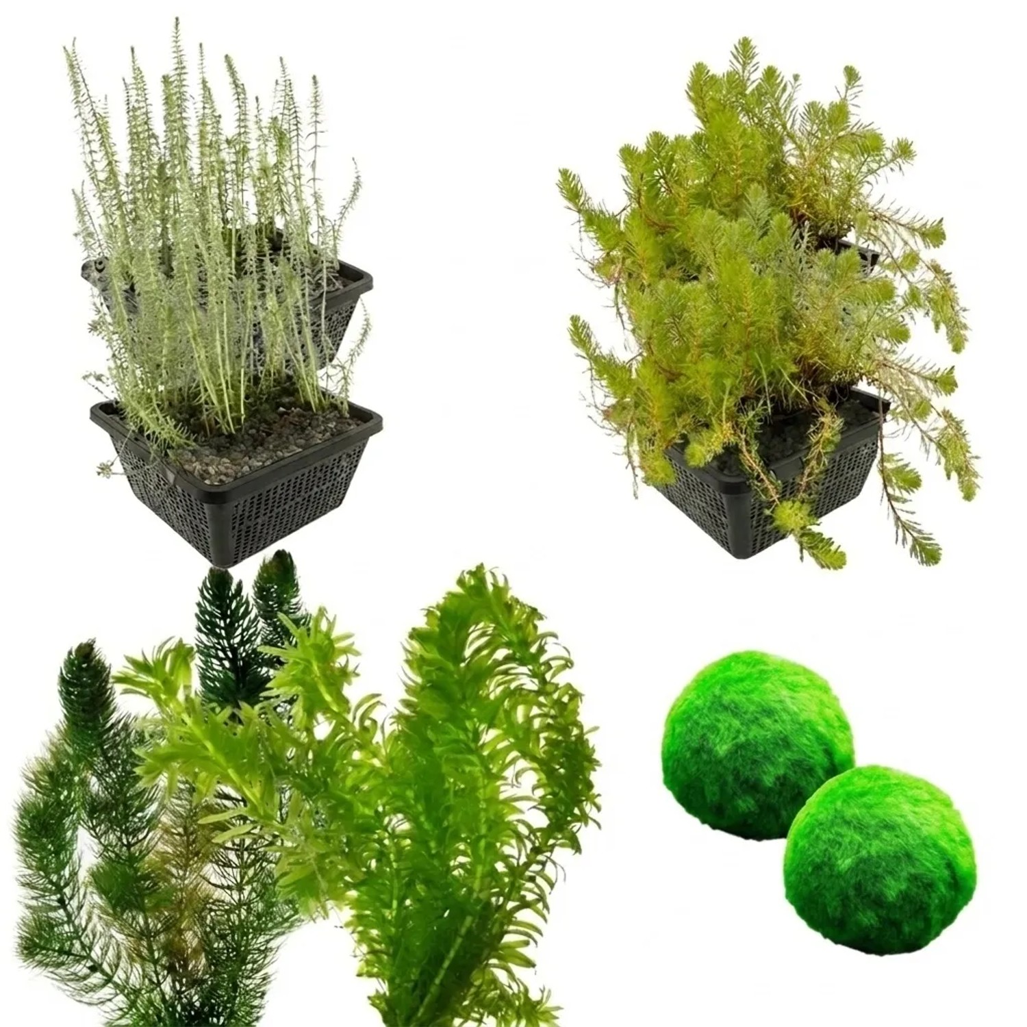 Vdvelde Sauerstoffpflanzen Paket 3.500 6.000L   Klares Wasser   30L   108 Stück