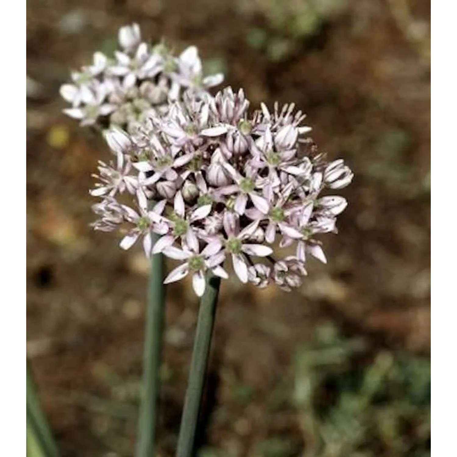 Zier Lauch - Allium nigrum