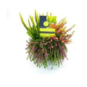 Calluna Beautybelle Mix im Topf, eine winterharte Heidepflanze mit grünen und rosa Blüten.