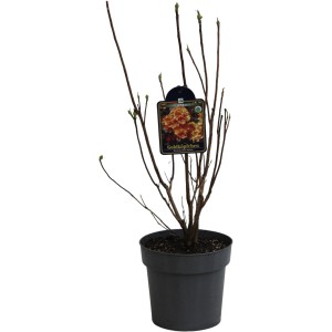 Sommergrüne Azalee Goldköpfchen im 5 l Topf, ca. 20-40 cm hoch.