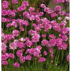 Nahaufnahme der rosa blühenden Strandnelke Rosea Compacta (Armeria maritima) im Garten.