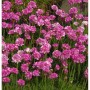 Nahaufnahme der rosa blühenden Strandnelke Rosea Compacta (Armeria maritima) im Garten.