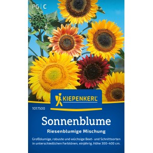 Kiepenkerl Sonnenblumen Riesenblume Mischung mehrfarbig: Verschiedene Farben von gelb bis rot.