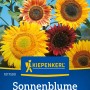 Kiepenkerl Sonnenblumen Riesenblume Mischung mehrfarbig: Verschiedene Farben von gelb bis rot.