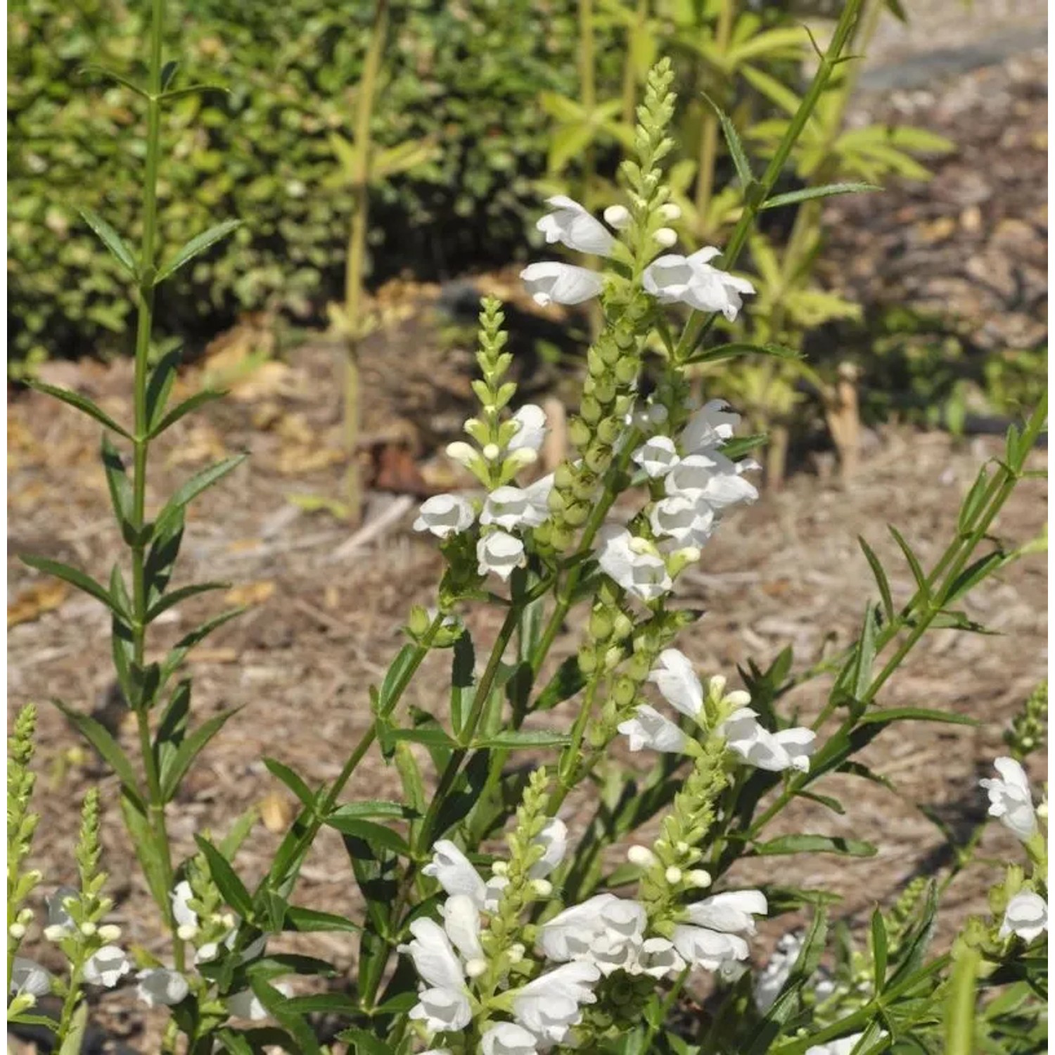 Gelenkblume Crystal Peak White - Physostegia virginiana