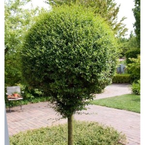 Kugel-Liguster Hochstamm, 80-100cm, grüne Blätter, im Garten.