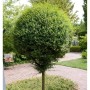 Kugel-Liguster Hochstamm, 80-100cm, grüne Blätter, im Garten.