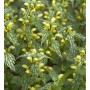 Goldnessel 'Hermanns Pride' (Lamiastrum galeobdolon) mit gelben Blüten und grün-silbernen Blättern.
