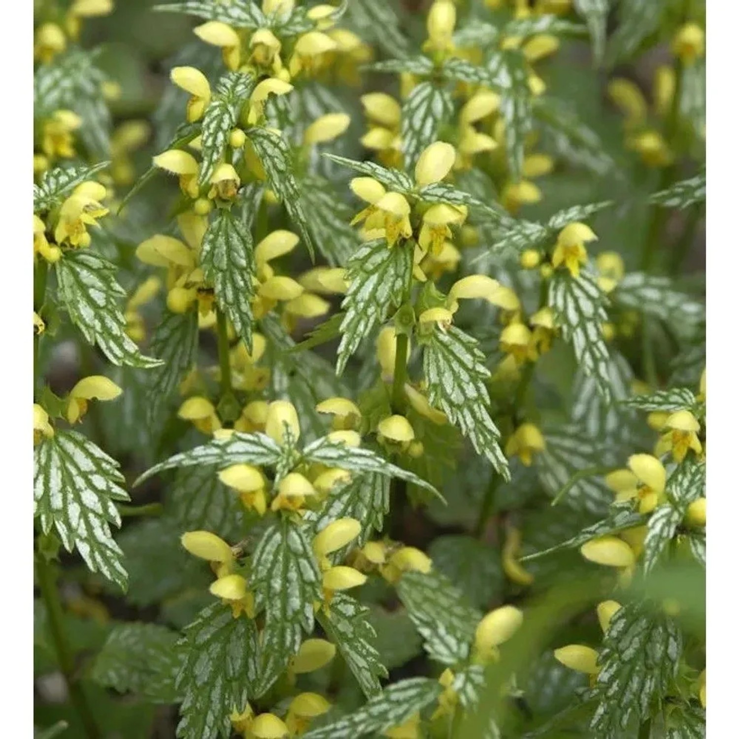 Goldnessel 'Hermanns Pride' (Lamiastrum galeobdolon) mit gelben Blüten und grün-silbernen Blättern.