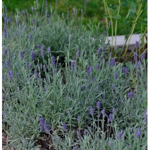 Foto von blühendem, echtem Lavendel Richard Gray (Lavandula angustifolia) im Garten.