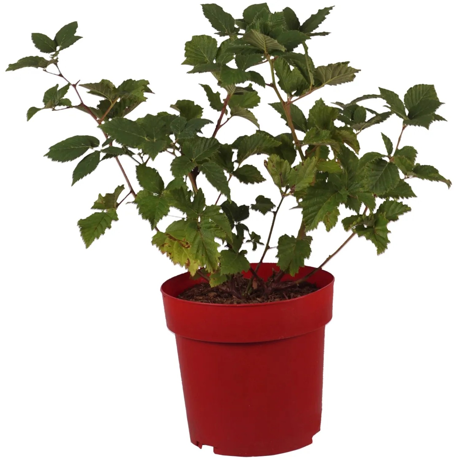 Brombeere "Navaho Bigandearly" Höhe ca. 30 cm Topf ca. 3,4 l Rubus fruticosus