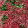 Acer Palmatum Beni-Otake: Japanischer Ahorn mit leuchtend roten Blättern vor grüner Wand.