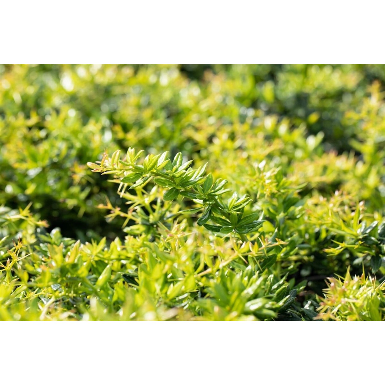 Berberis candidula 40-50 cm günstig online kaufen