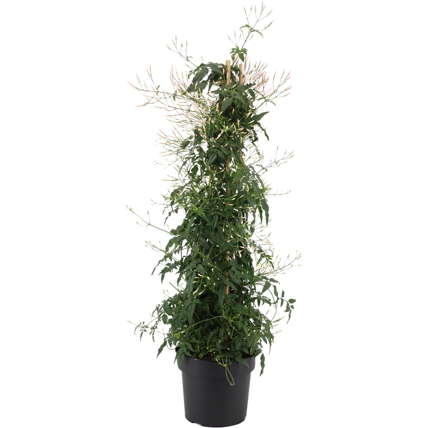 Sommerjasmin Solanum Jasminoides kaufen bei OBI