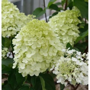 Hochstamm Rispenhortensie Little Spooky 40-60cm - Hydrangea paniculata