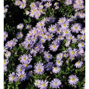 Nahaufnahme von vielen Kissenastern 'Silberblaukissen' mit helllila Blüten und gelber Mitte.