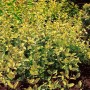 Japanisches Geißblatt 'Aureoreticulata' mit goldgelben Blättern, buschig wachsend.