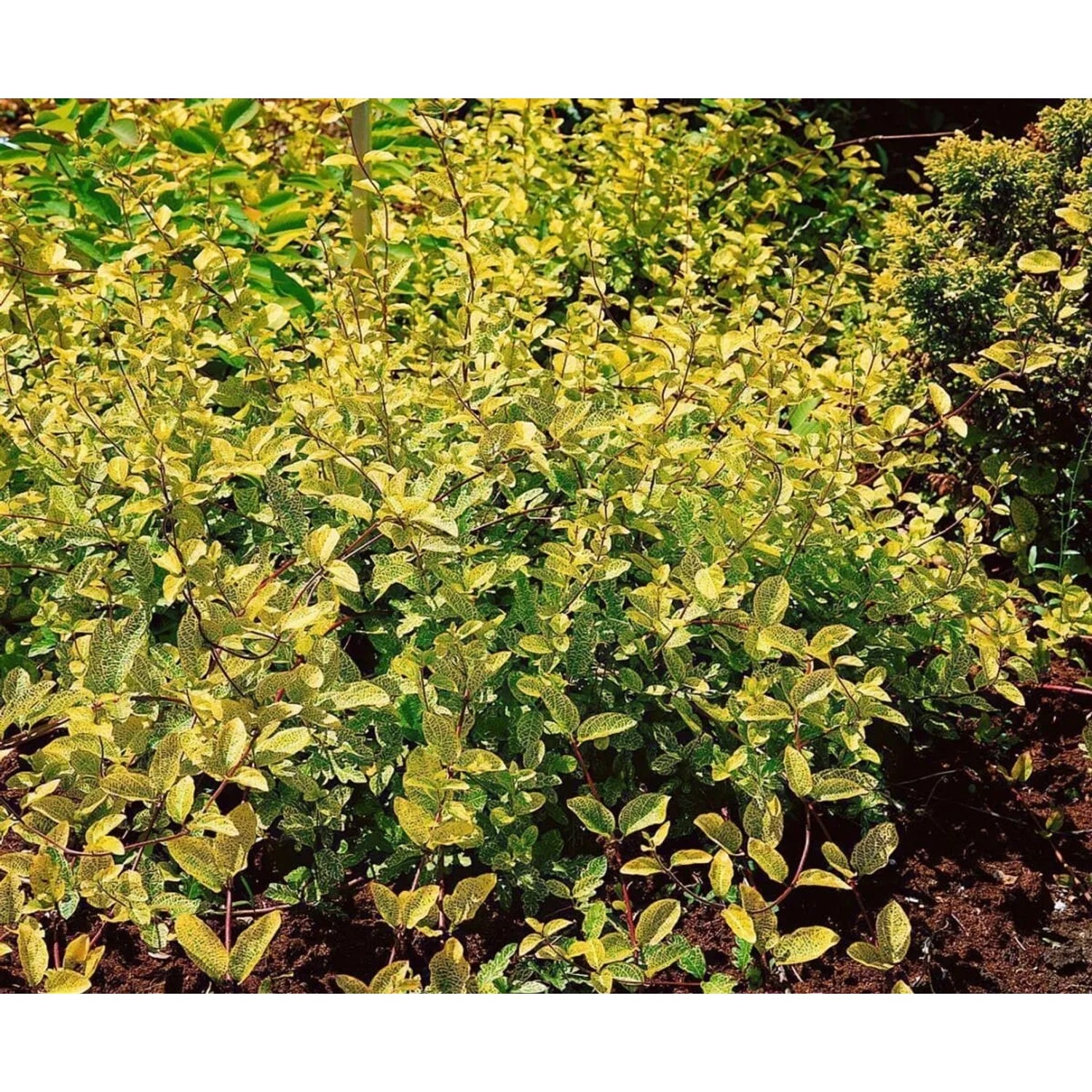 Japanisches Geißblatt 'Aureoreticulata' mit goldgelben Blättern, buschig wachsend.