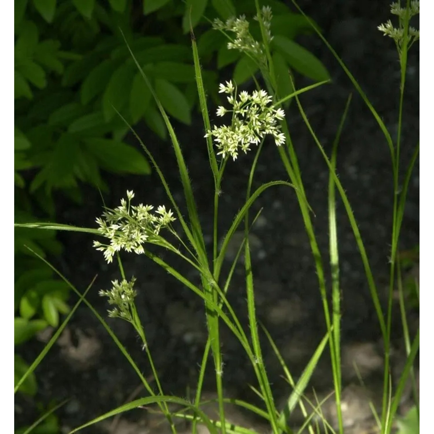 Schneemarbel Schneehäschen - Luzula nivea